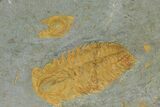 Protolenus Trilobite Molt With Pos/Neg - Tinjdad, Morocco #141880-3